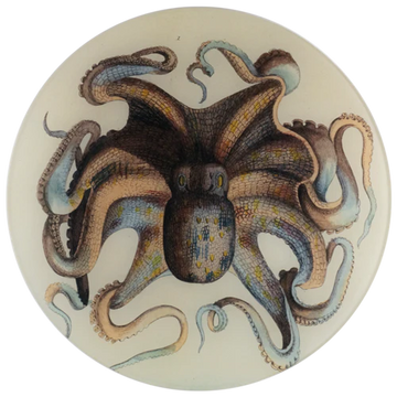 Octopus 11