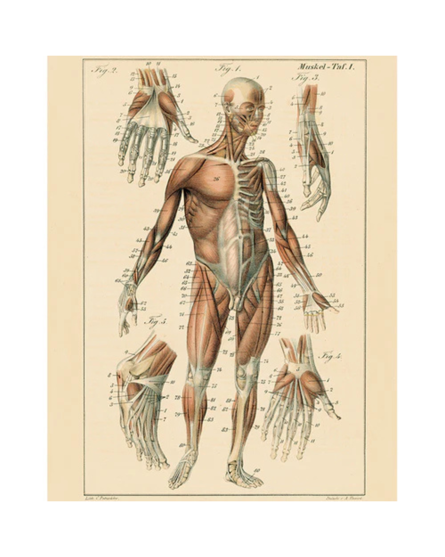 John Derian Company | Muscle Chart, 11 x  14" Rect. Tray