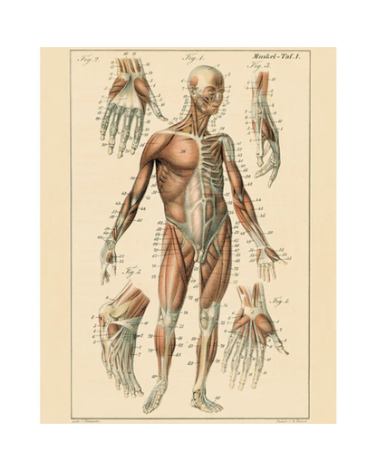 John Derian Company | Muscle Chart, 11 x  14" Rect. Tray