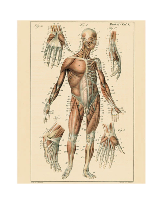 John Derian Company | Muscle Chart, 11 x  14" Rect. Tray