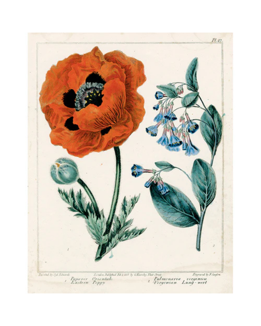 John Derian Company | Eastern Poppy, 11 x  14" Rect. Tray