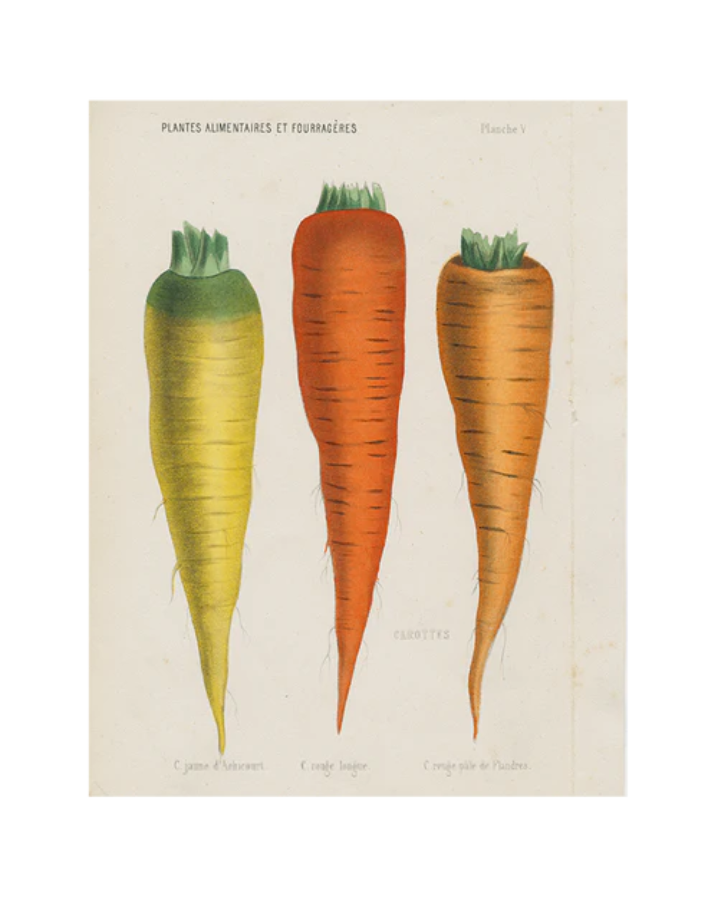 John Derian Company | V-Carottes de Flandre, 11 x  14" Rect. Tray