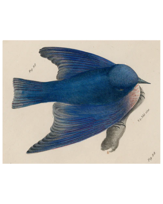 John Derian Company | Pudgy Bluebird 11 x 14" Rect.  Tray