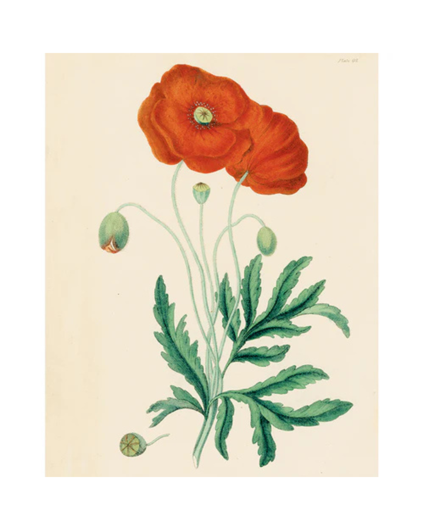 John Derian Company | Common Poppy (p. 203)