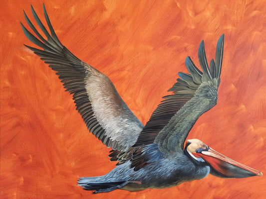 Brown Pelican by Kerry R. Thompson