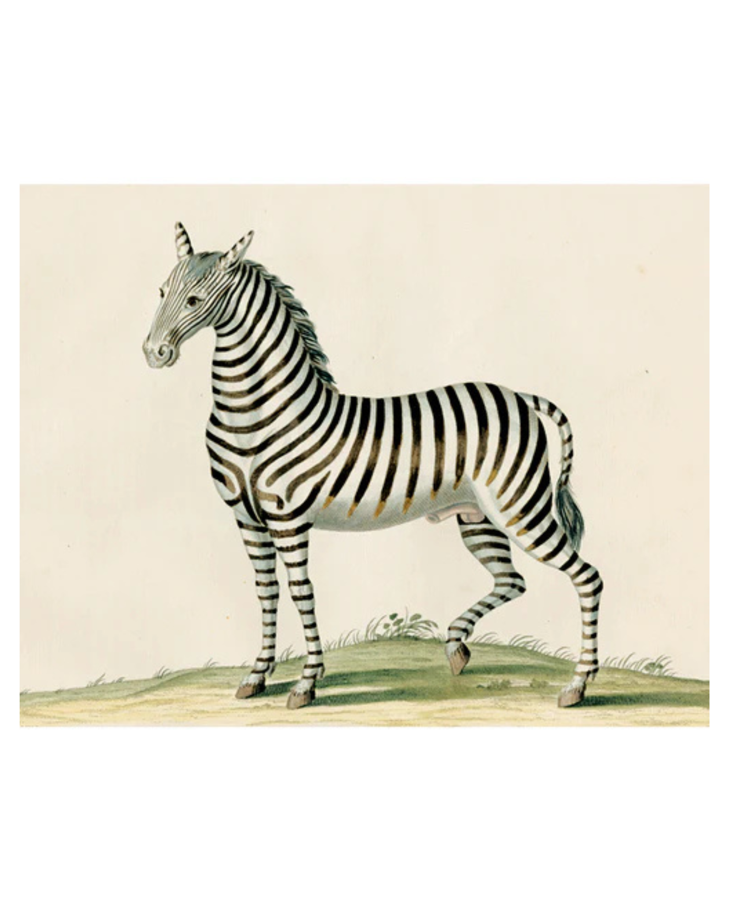 John Derian Company | Zebra Field , 11 x  14" Rect. Tray