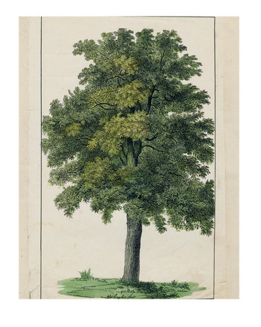 John Derian Company | Green Tree Book Page 11 x 14" Rect. Tray