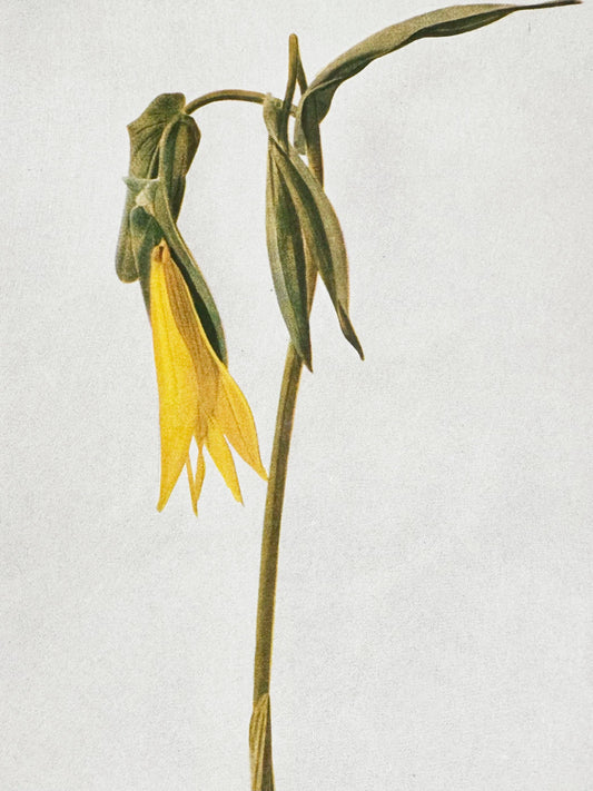 The Quiet Botanist | Golden Finch Matches