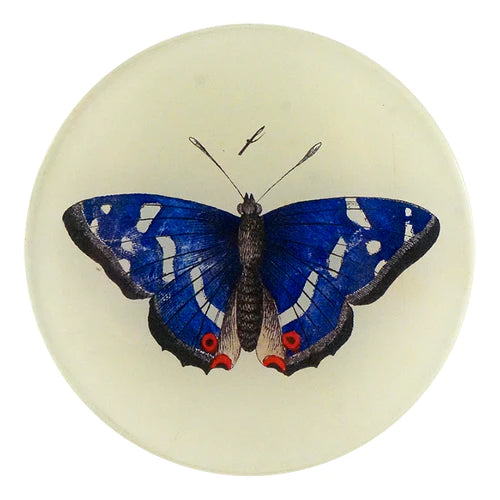 Deep Blue Butterfly 4