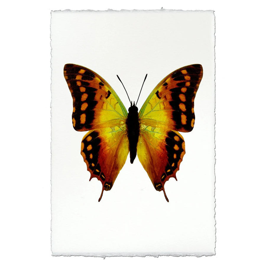 Butterfly #4 Print