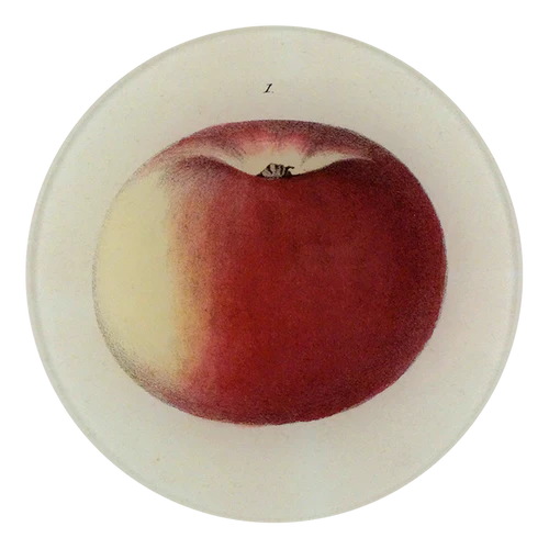 Lady Apple 1, 5 1/4
