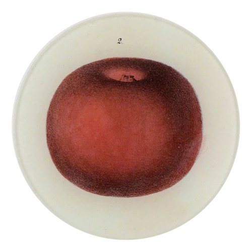 Lady Apple 2, 5 1/4