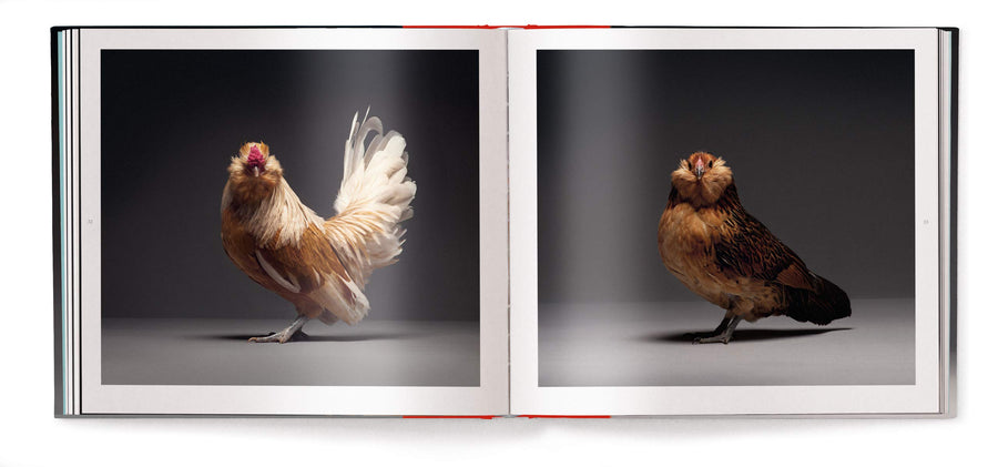 Chicken: A Declaration of Love | Moreno Monti