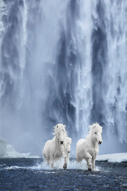 Untamed Spirits: Horses From Around the World