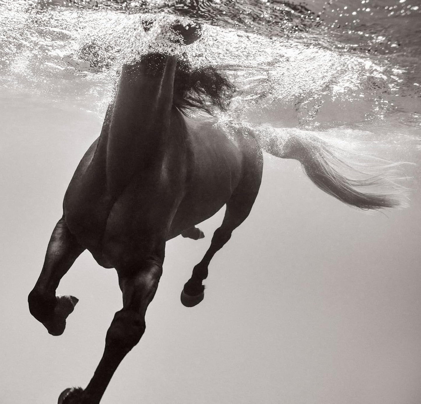 Untamed Spirits: Horses From Around the World