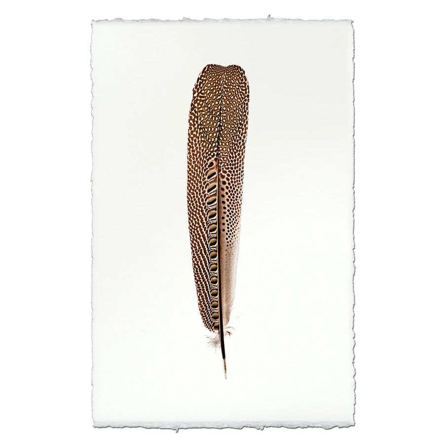 Argus Pheasant #1- Feathers