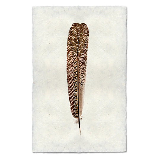 Argus Pheasant #1