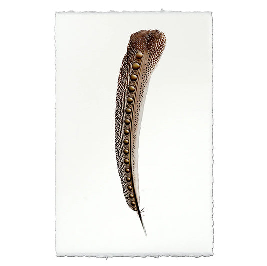 Argus Pheasant #2