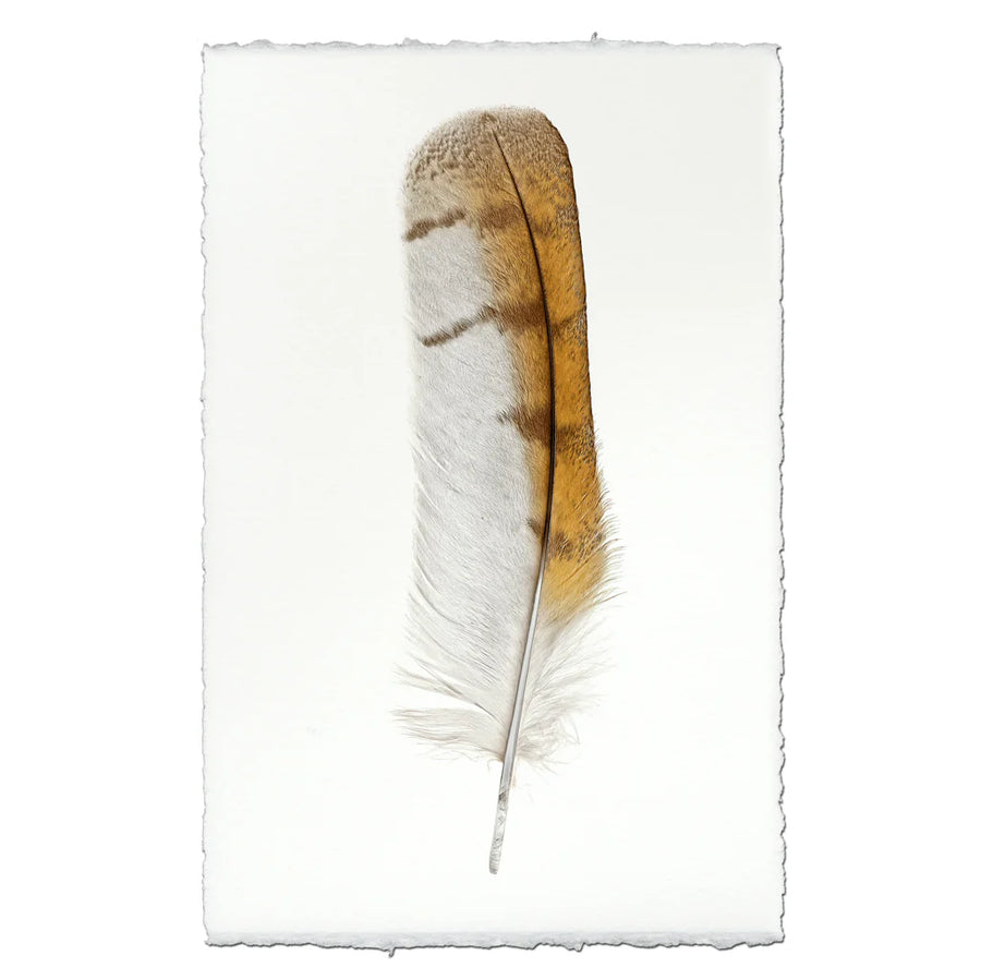 Barn Owl- Feathers