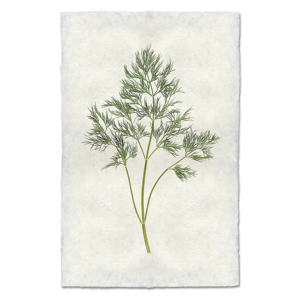 Dill