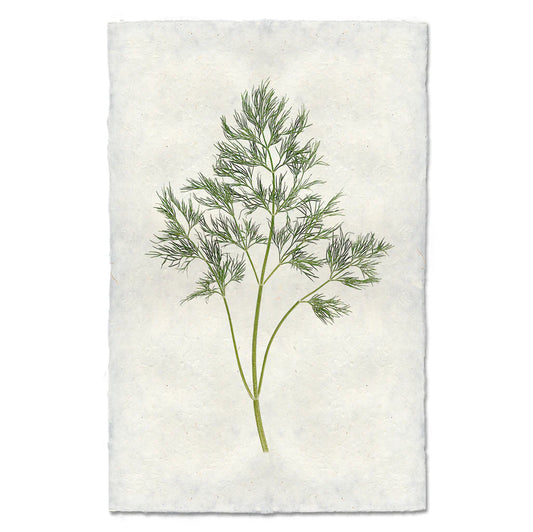Dill