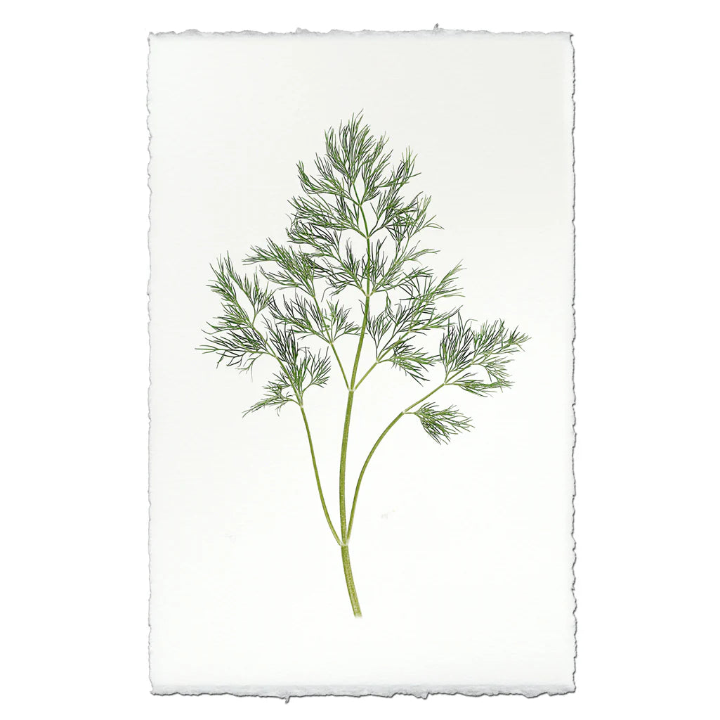 Dill