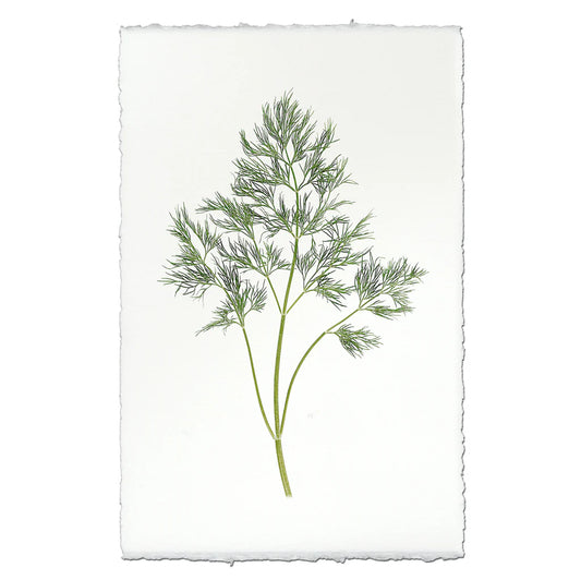 Dill