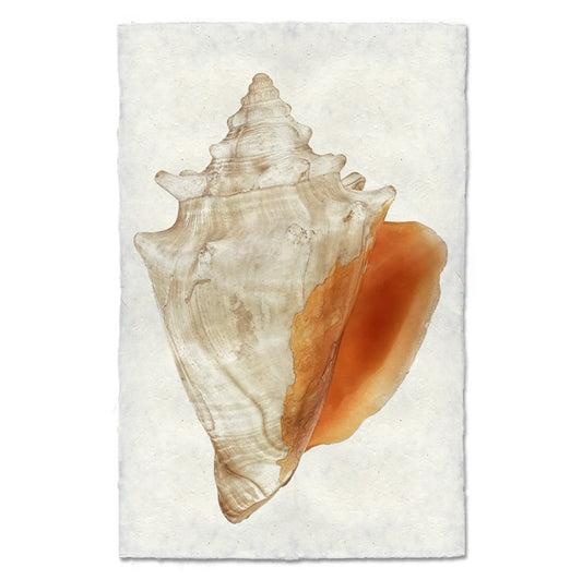 Fighting Conch