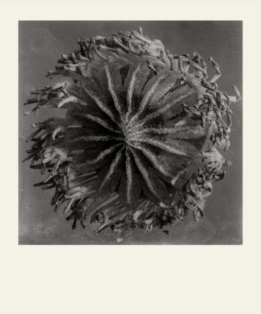 Flower Detail #1 by Eammon J. McCabe