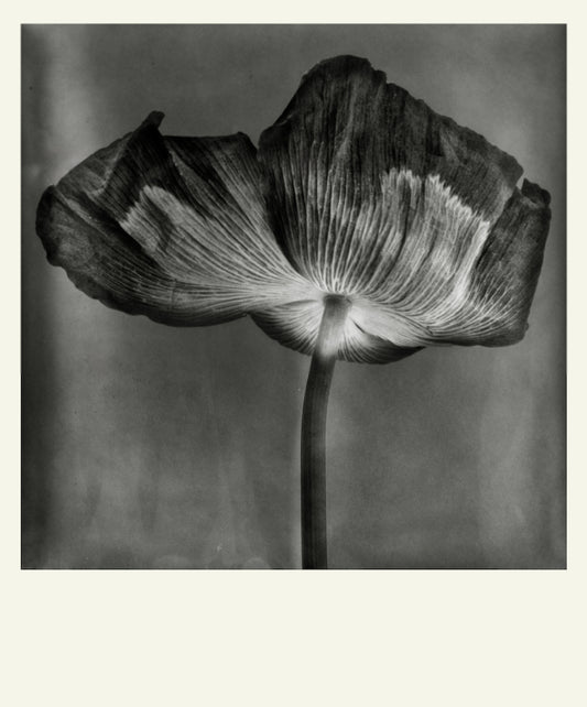 Flower Detail #10 by Eammon J. McCabe