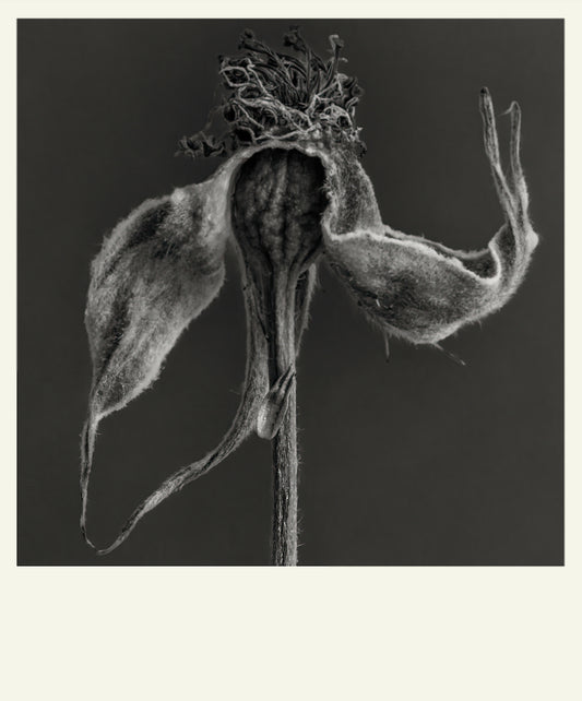 Flower Detail #11 by Eammon J. McCabe