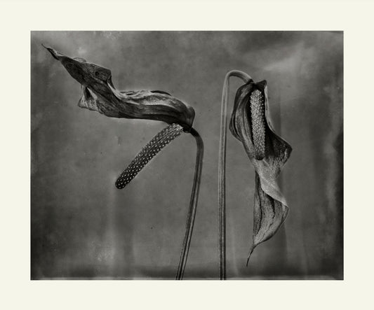 Flower Detail #14 by Eammon J. McCabe
