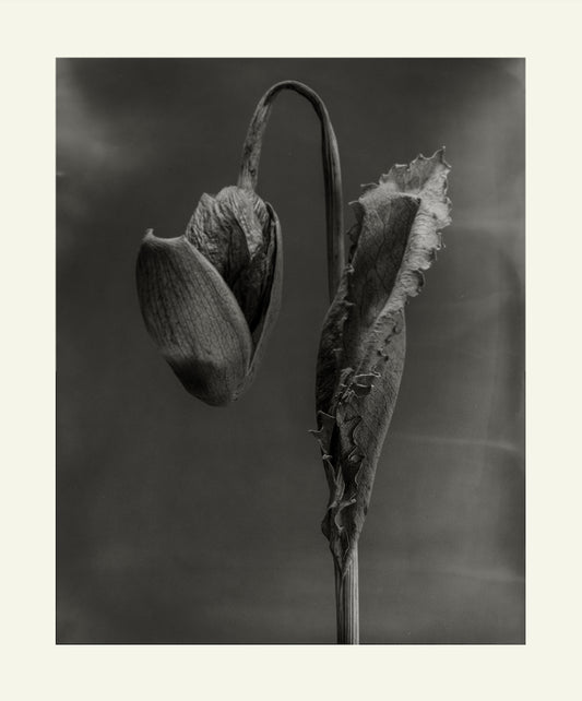 Flower Detail #15 by Eammon J. McCabe