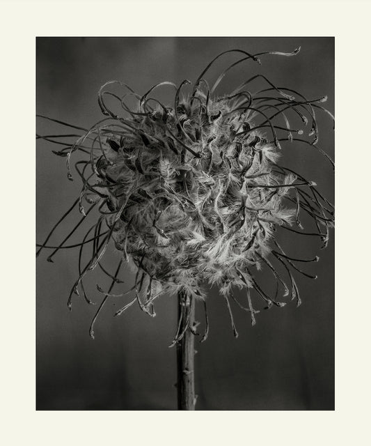 Flower Detail #2 by Eammon J. McCabe
