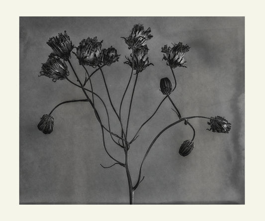 Flower Detail #4, Framed by Eammon J. McCabe
