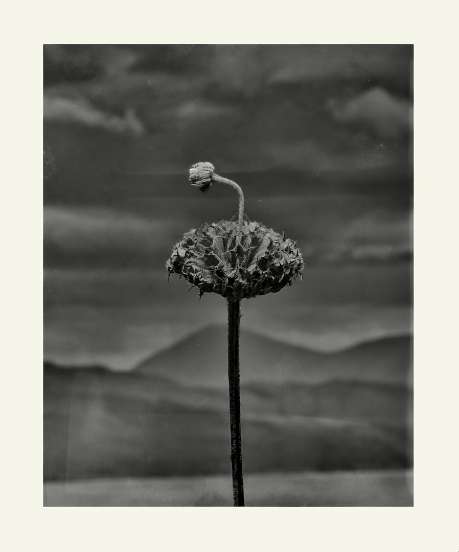 Flower Detail #5 by Eammon J. McCabe
