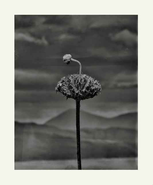 Flower Detail #5 by Eammon J. McCabe