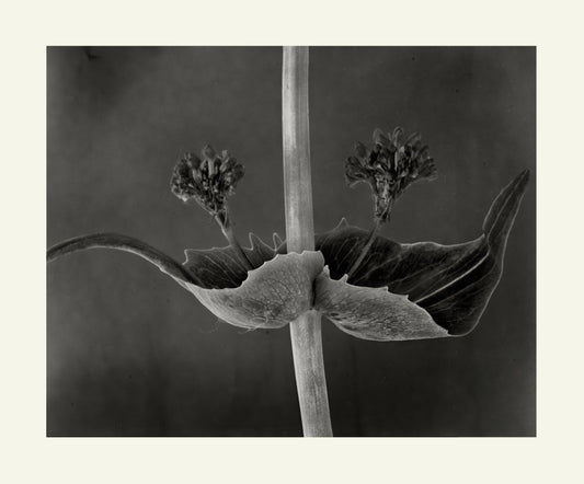 Flower Detail #7 by Eammon J. McCabe