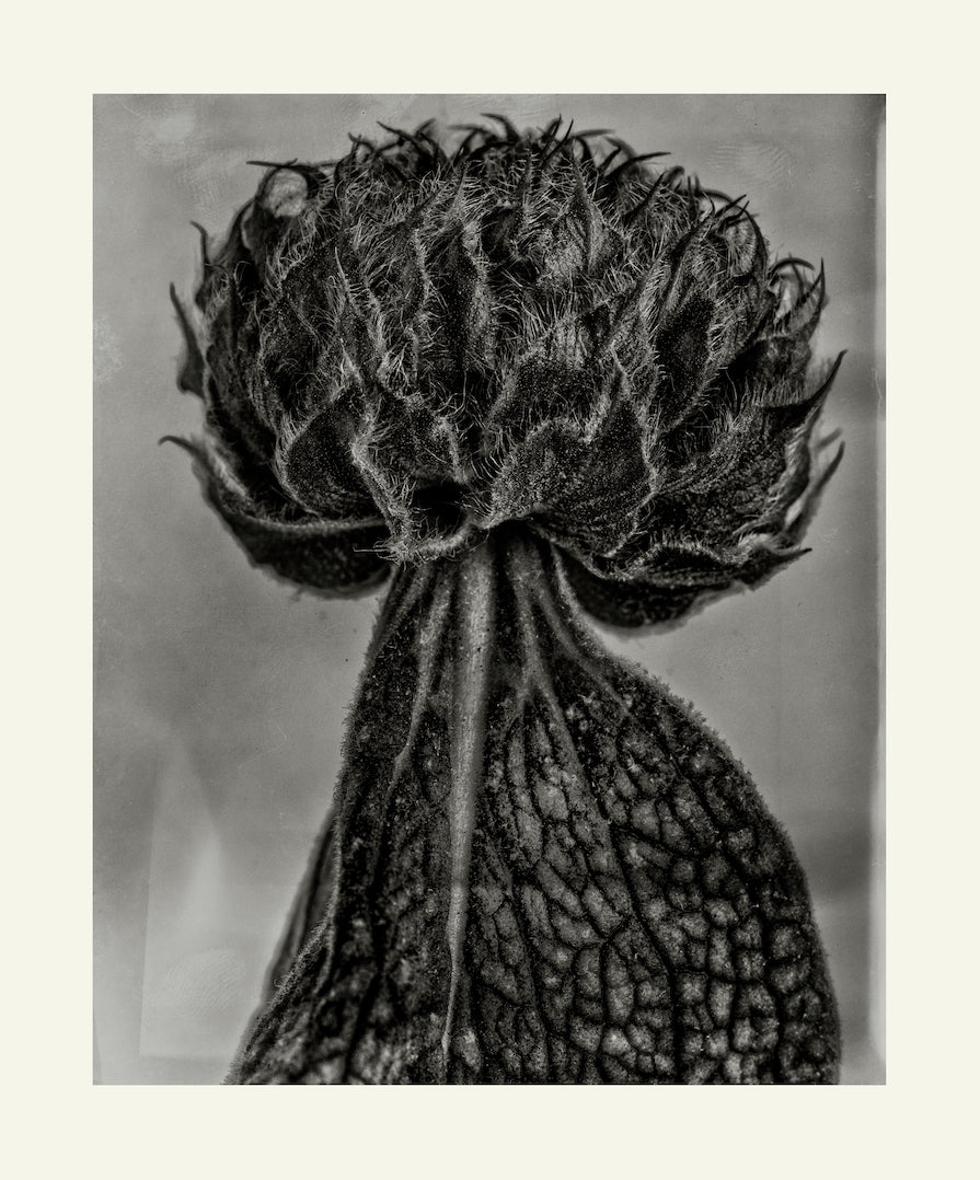 Flower Detail #8 by Eammon J. McCabe