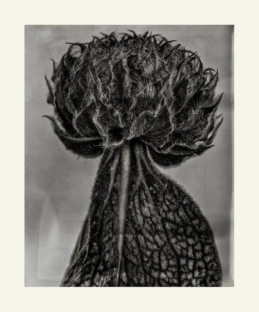 Flower Detail #8 by Eammon J. McCabe