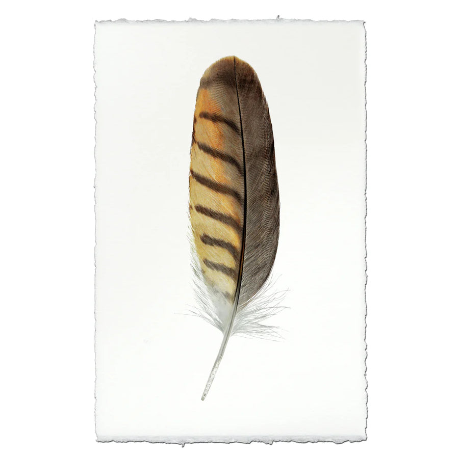 Gray-Lined Hawk- Feathers