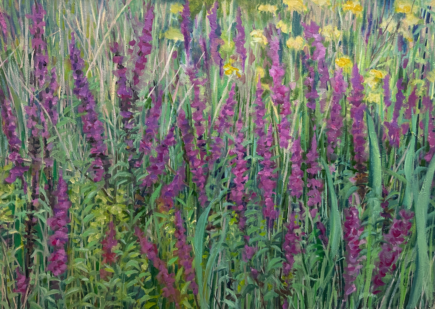 Field with Loosestrife by Regina Silvers