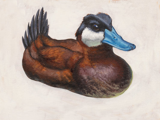 Ruddy Duck by Kerry R. Thompson