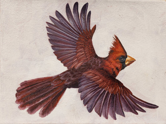 Northern Cardinal by Kerry R. Thompson