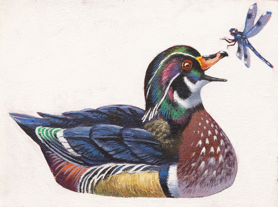 Kerry R. Thompson | Wood Duck