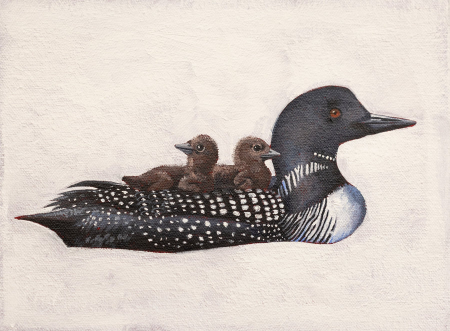 Kerry R. Thompson | Common Loon