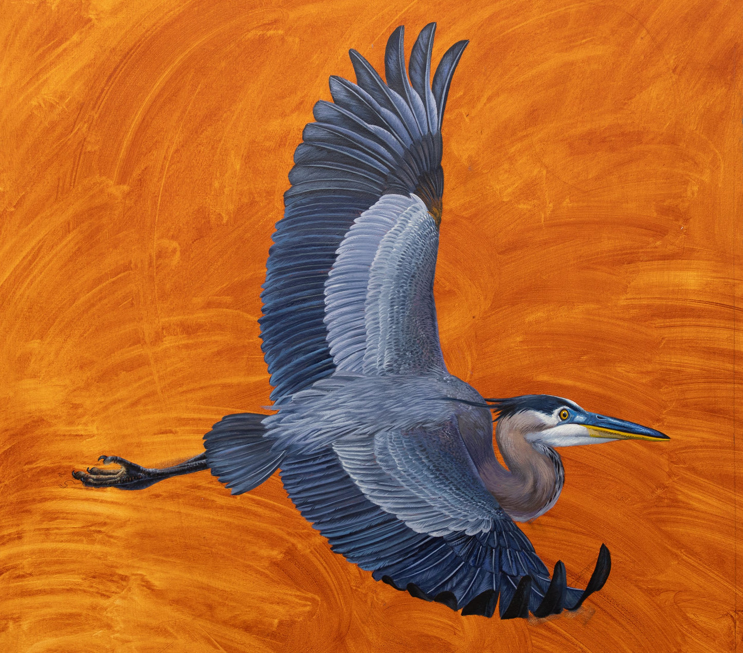 Great Blue Heron by Kerry R. Thompson