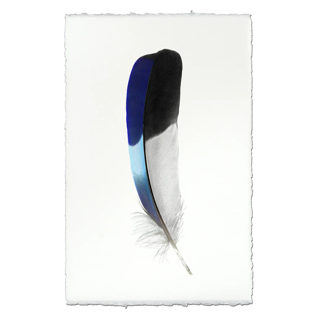 Lilac-Breasted Roller