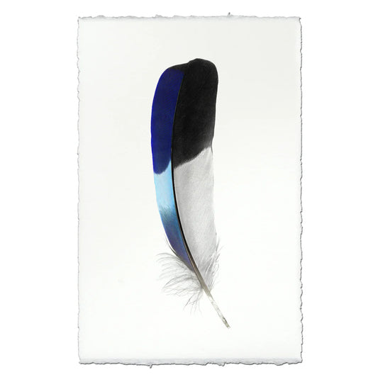 Lilac-Breasted Roller