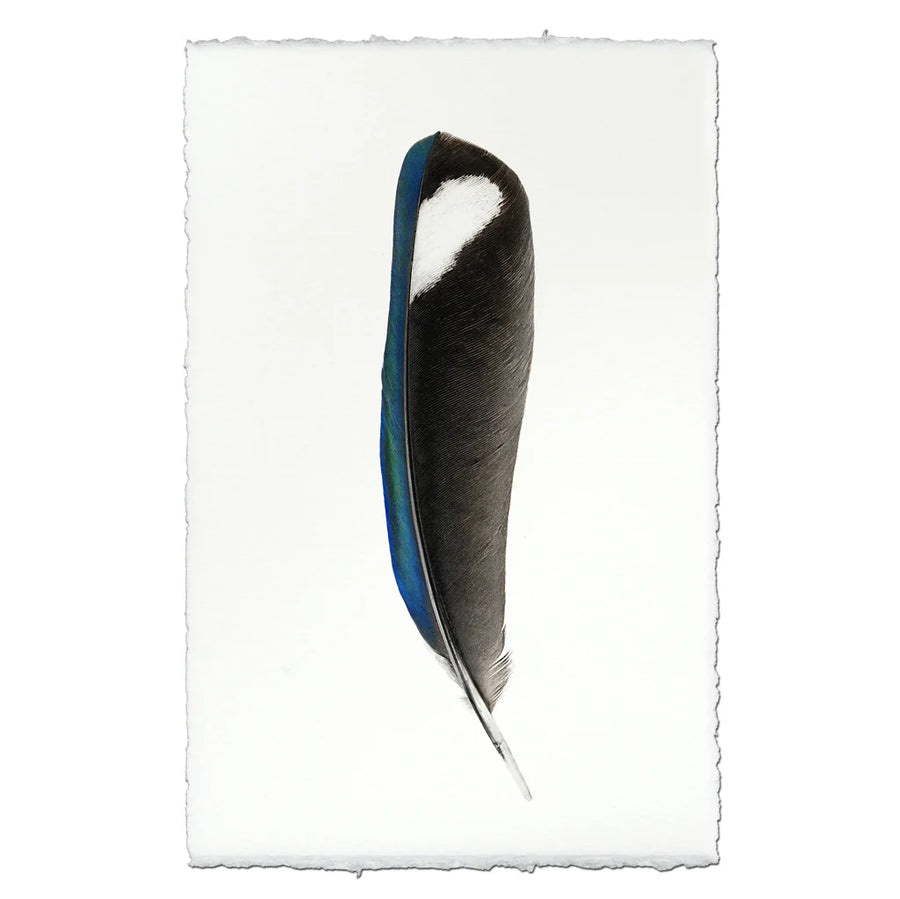 Magpie- Feathers